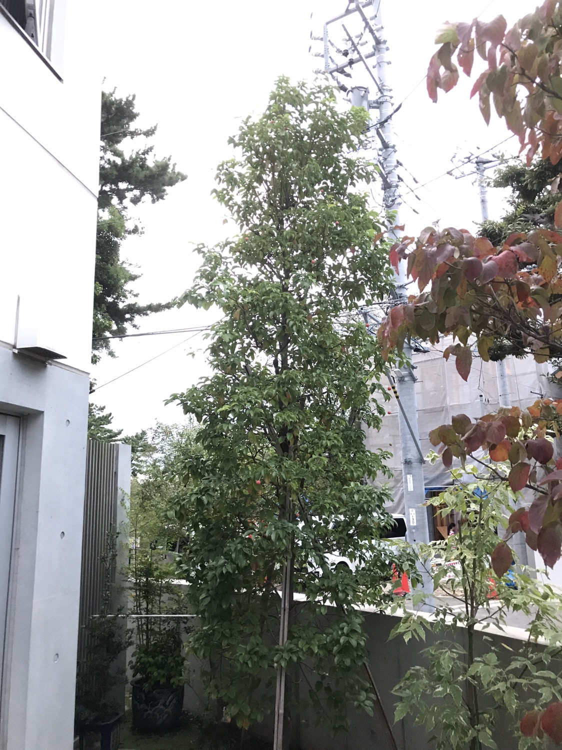 ヤマボウシの味 東京都八王子市の植木屋 マンションや会社などの植栽管理 造園工事は株式会社永井緑建へ
